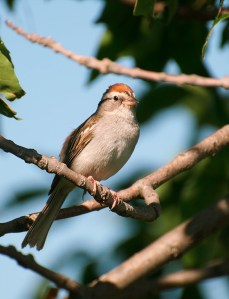 chipping sparrow