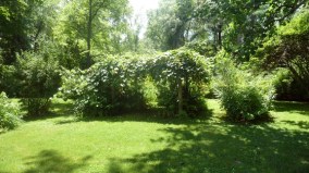 thoreau's grape arbor at Emerson's house 560