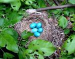 nest5-21-2015